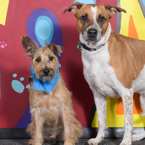 Fundraising Page: Ashleigh Morea